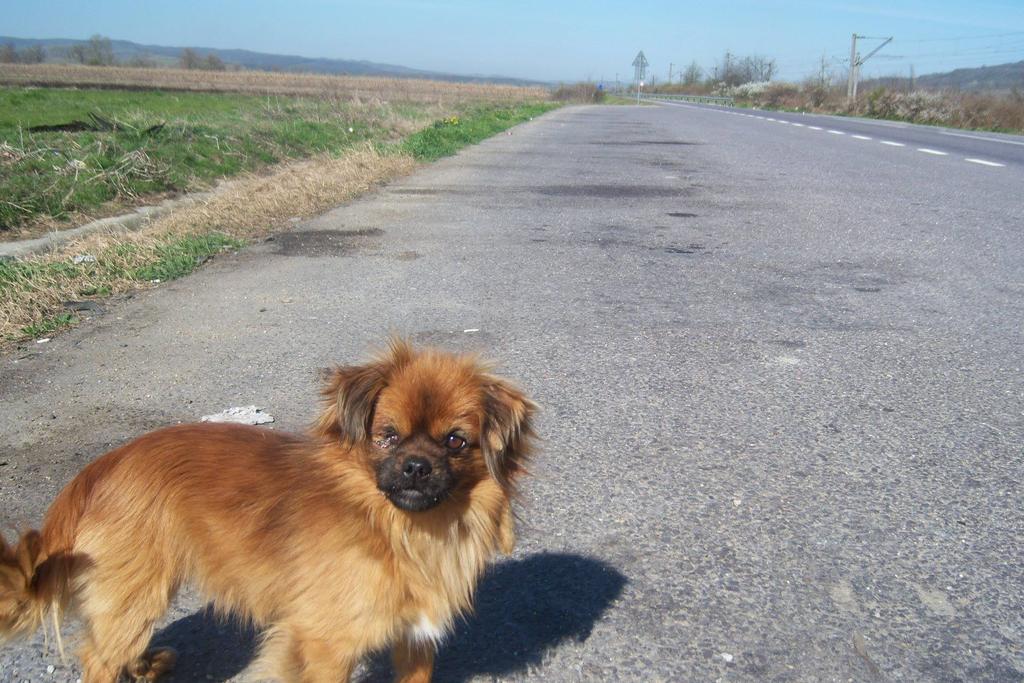 Chez_Em's tweet photo. He/she needs their eye fixed urgently 

For months on the side of a road would you adopt him? 

http://t.co/AOOwukGUdT via @leagueofrescue