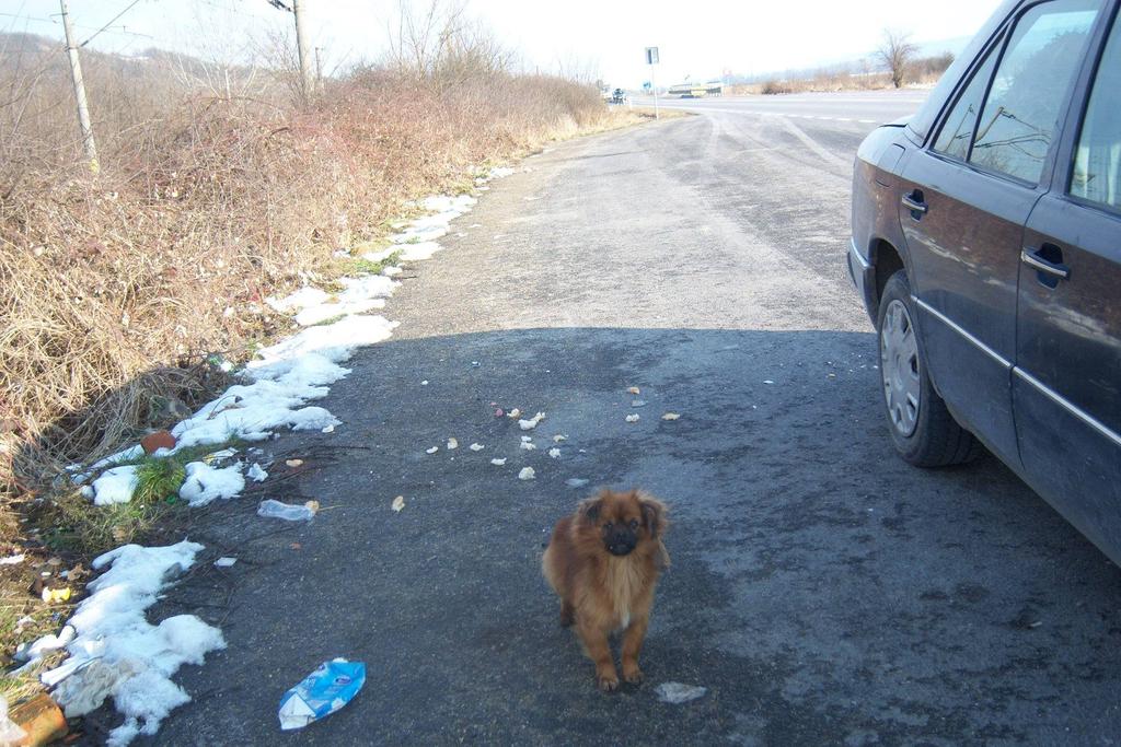 Chez_Em's tweet photo. He/she needs their eye fixed urgently 

For months on the side of a road would you adopt him? 

http://t.co/AOOwukGUdT via @leagueofrescue