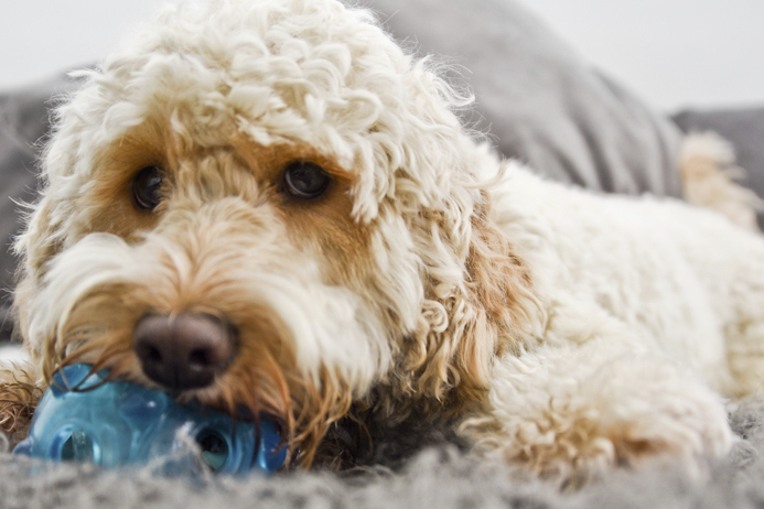 Livingetc's tweet photo. 10 ways to tell a dog rules the roost! http://t.co/EnUOug0iJ7 http://t.co/vx1qfHHCUr