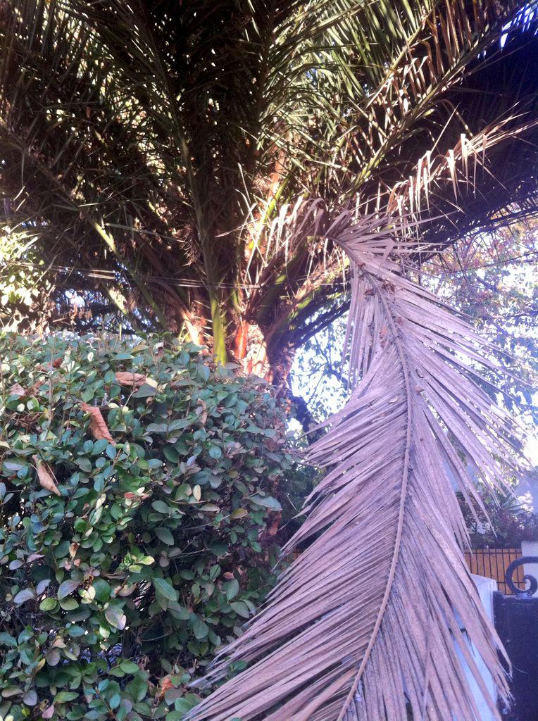 soyfo's tweet photo. Hoja de palmera cayendo sobre tendido y casa particular. ¿@muni_nunoa , la podan uds o yo mismo? http://t.co/9T78WNnifz