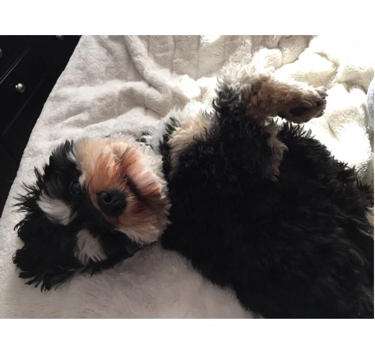 SammiSweetheart's tweet photo. Good Morning from this #lilham Louie http://t.co/CVZoj1egTX