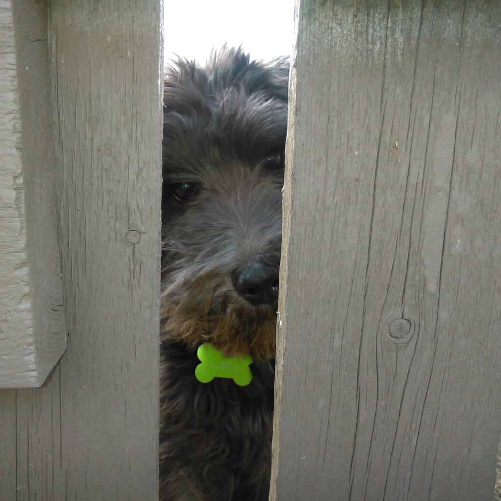 Murphy wants to come over to the big guys side..#cutepuppy #yyc #airdrie #dogdaycare #schnauzer