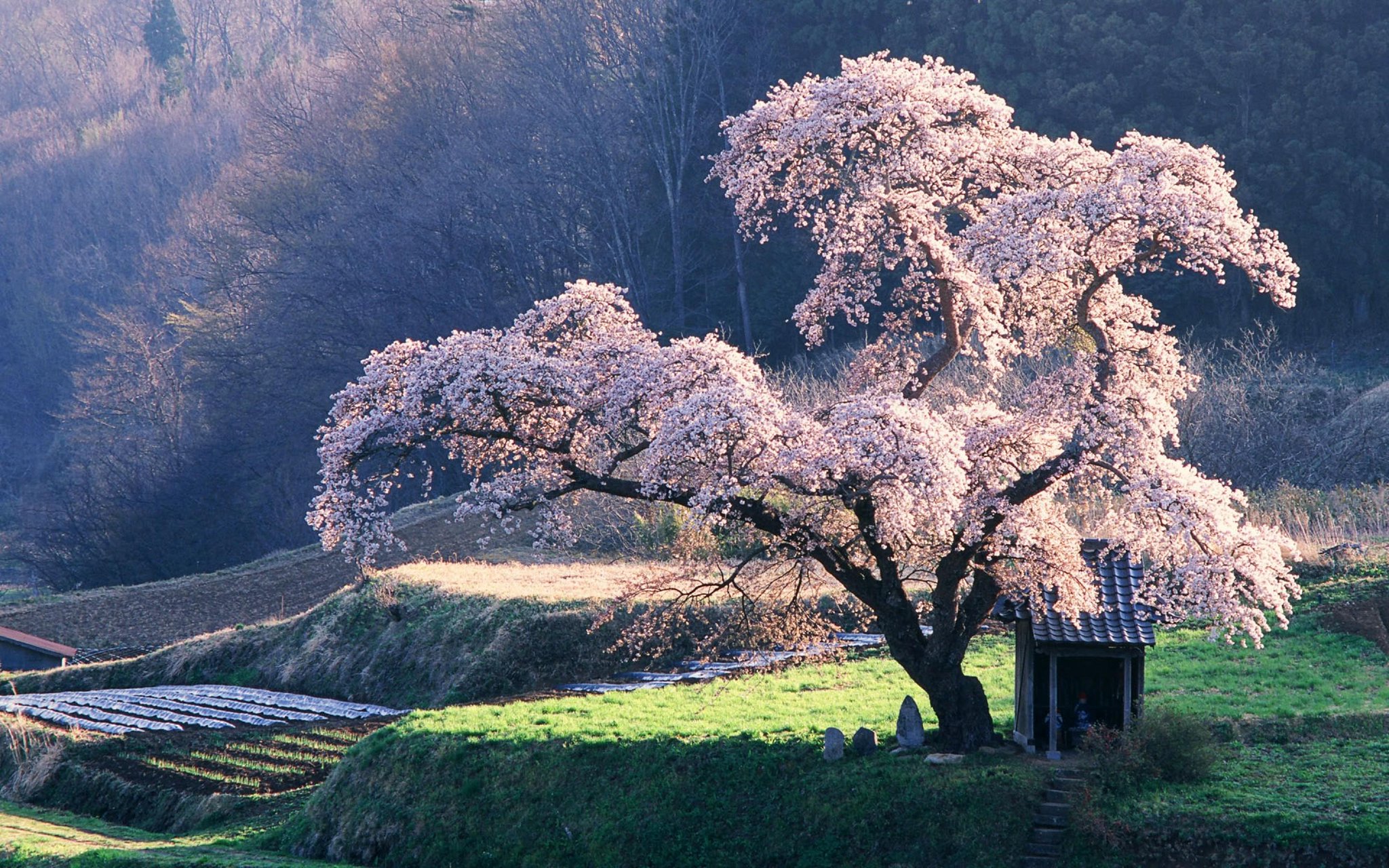 Flower Breeze 3点 Adorable Tree1点 まとめ割リピ割 Blueberry blossoms in Japan 🇯🇵 | Facebook