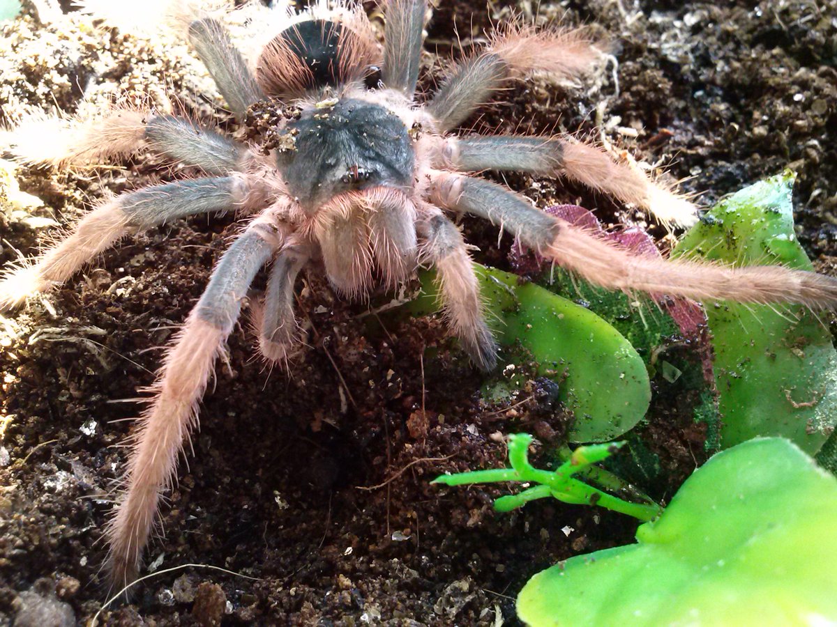 Spinneretsworld's tweet photo. Moulted this morning Megaphobema robustum
  #tarantula #tarantulakeeper #spider #pets http://t.co/JXcv7rG64Y