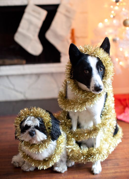 LivingFoodsUbee's tweet photo. The expression from the dog on the right is cracking me up http://t.co/3BlwHSVyUi
