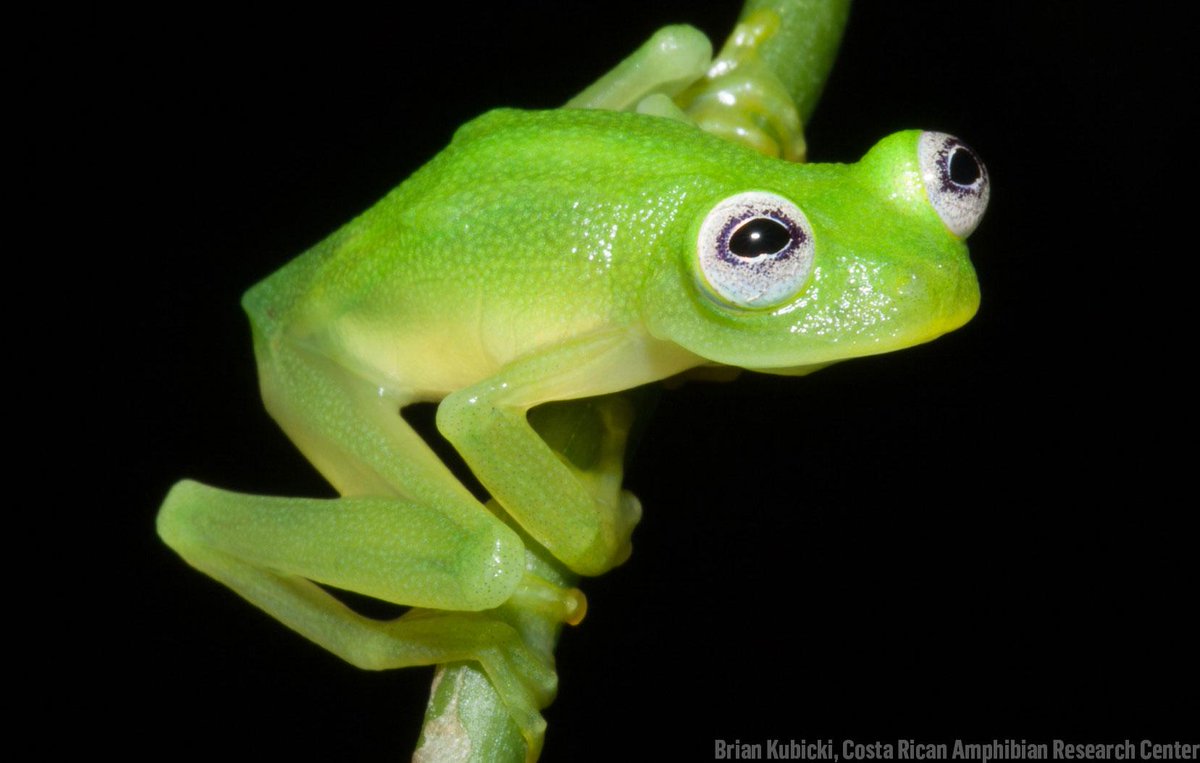 Discovery's tweet image. A real-life Kermit the Frog was discovered in Costa Rica &amp;gt;&amp;gt; dsc.tv/LSj2V