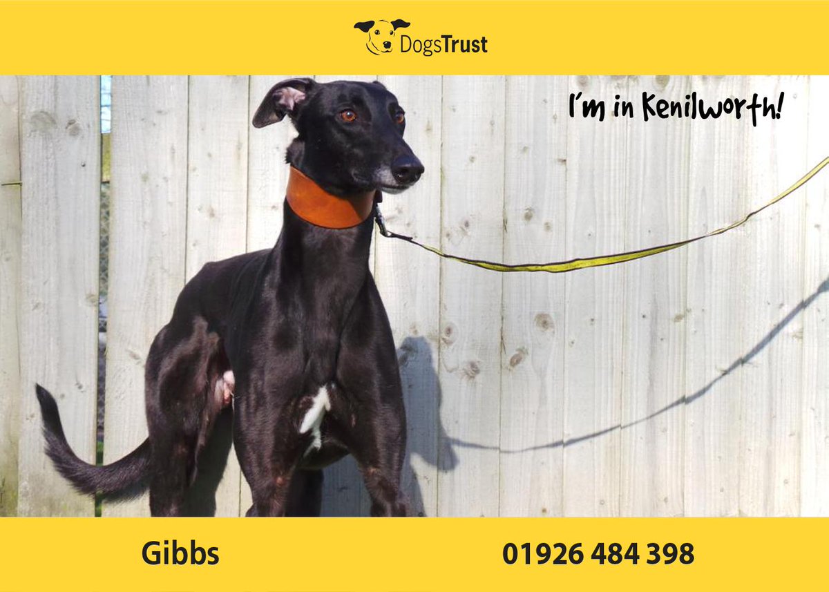 DogsTrust's tweet photo. Gibbs @DT_Kenilworth would suit a fairly active home with new owners who would enjoy training him. #rehome http://t.co/Jd0BHCQTws
