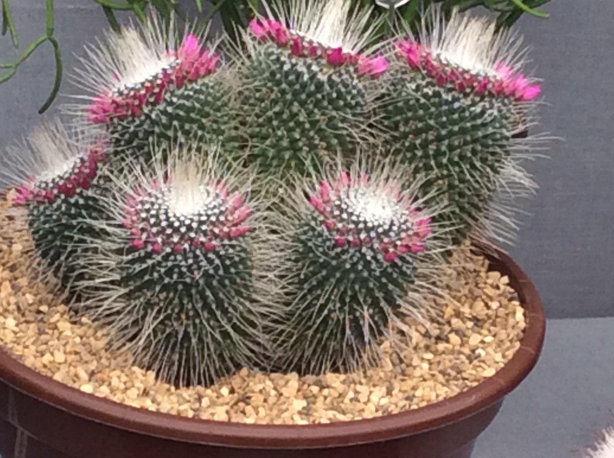 RHS Gold Medal at #RHSCardiff #cacti #cactus #succulents <a href="/The_RHS/">The RHS</a>