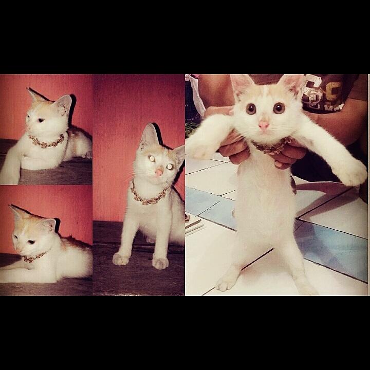 Mycatbelo😻😽🐈😄