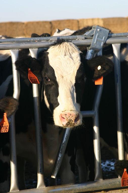 HighPlainsJrnl's tweet photo. @USDA seeks nominees to the National Dairy Board http://t.co/wTIjhrxNwX #agnews #AgChat http://t.co/CNirFoUUYg