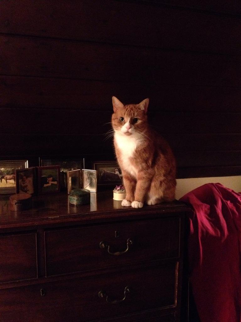 ewolamme's tweet image. #O2HappyCat