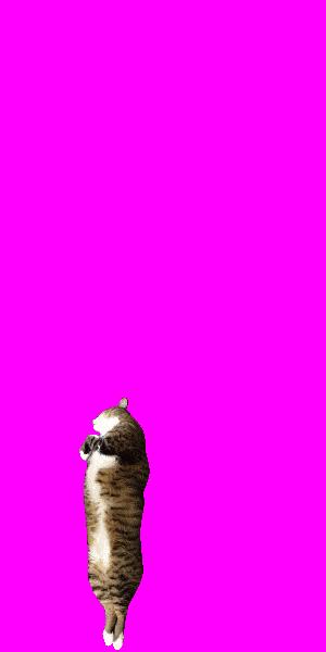 derpeys's tweet photo. swipe up to see a cat fly 🐱 http://t.co/LgzKsHSBb5