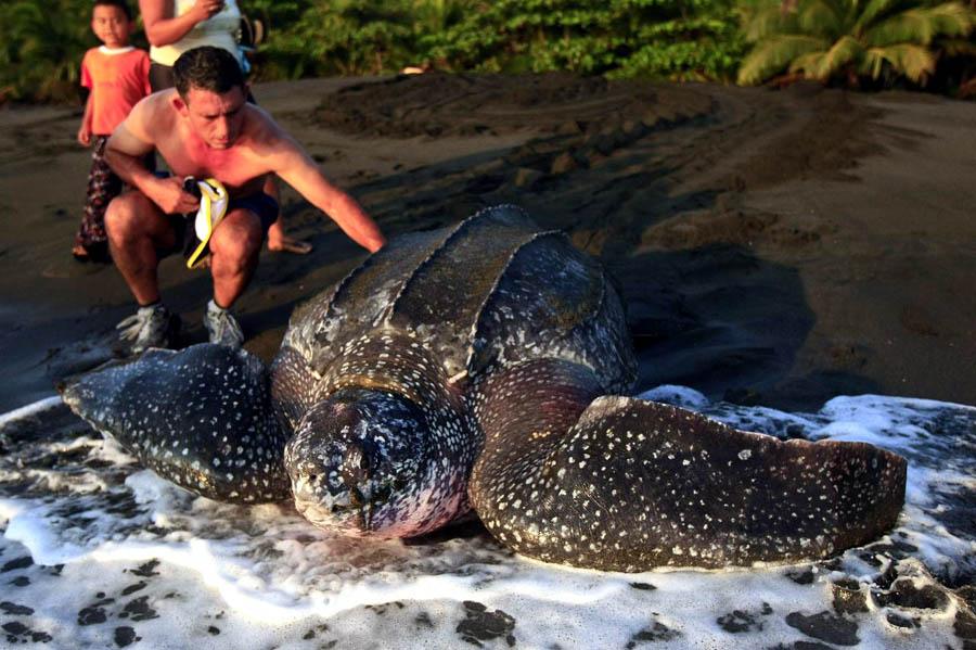 Gilberto_Qp's tweet image. #Bitácoras2015: La tortuga Baula, de mares tropicales, es la más grande del mundo; llega a pesar 900 kilogramos.