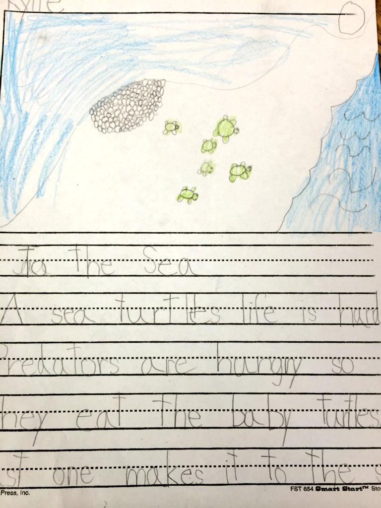 kitnerl's tweet photo. Kitner and Linvill had a guest speaker from Science and Discovery center. #cherryelem#seaturtles http://t.co/8lHJ2wdYp9