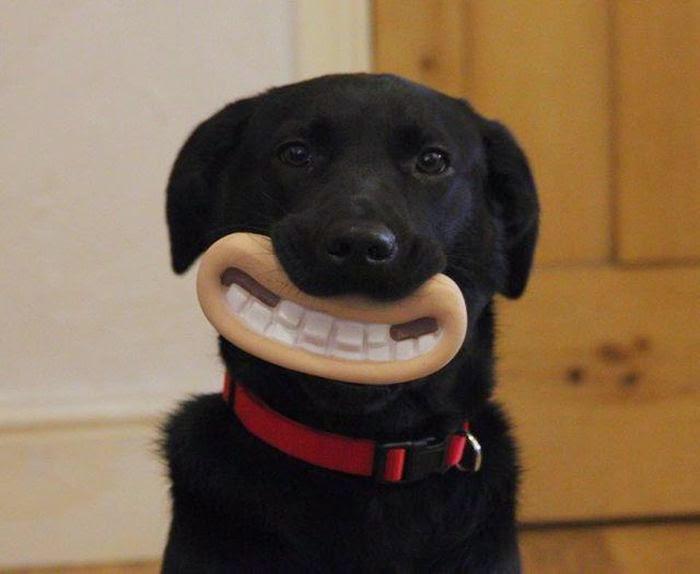 Joelwillans's tweet photo. Without doubt, the greatest chew toy ever invented http://t.co/LwvaxVGeki