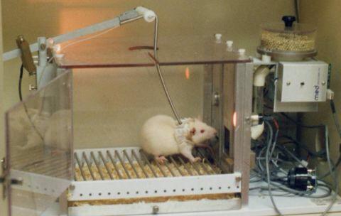 Animal_Watch's tweet photo. Animal rights campaigners slam uni's giving cocaine/ecstasy 2 mice ... http://t.co/mk3zP0S4d1 @IBTimesUK MT @ajpReact http://t.co/nKTbwUJqi2