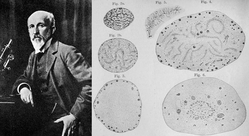 Materia en X: "El primer hombre que observó una reproducción sexual: Oscar Hertwig (1849-1922) http://t.co/zMI44TRv30 http://t.co/N3Hedm5OWN" / X