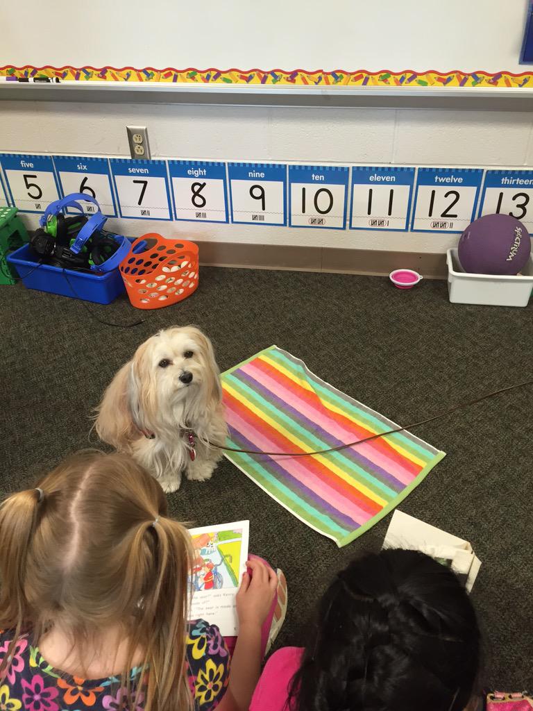 donnatom81's tweet photo. Sadie came to read with @YatesMillES kindergarteners #YatesMillES #therapydog #superteaching http://t.co/OIytfNP3Sd