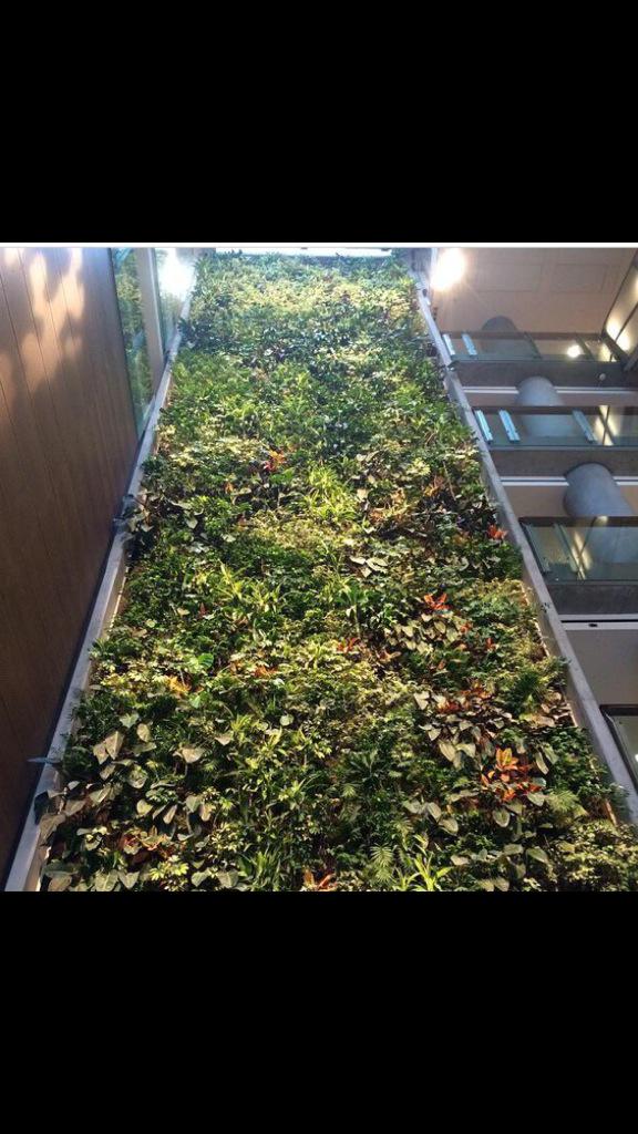 NedlawGroup's tweet photo. Fav or RT if you love #Livingwalls #Biowalls and #GreenWalls http://t.co/f4H62d3lVq