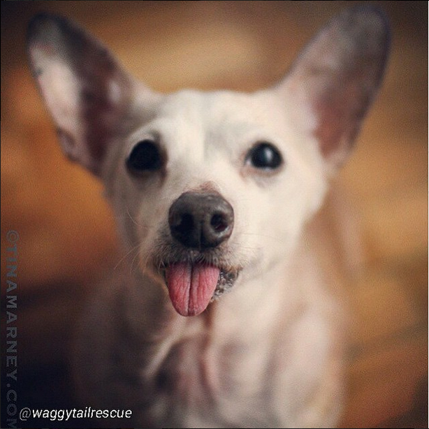 BarkBuddy's tweet photo. Casper the friendly mutt should live like a king! Help @waggytailrescue find him his castle http://t.co/9wHsfm0zgg http://t.co/blWyFpKpl3