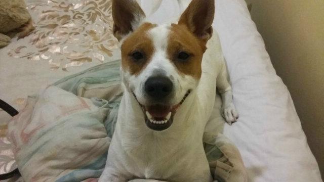 CandyNicky23's tweet photo. Is it wrong to love dogs more than humans..if that's the case then I don't want to be right ;)))..#ilovemydog #Milo http://t.co/5FRJXiaAKL
