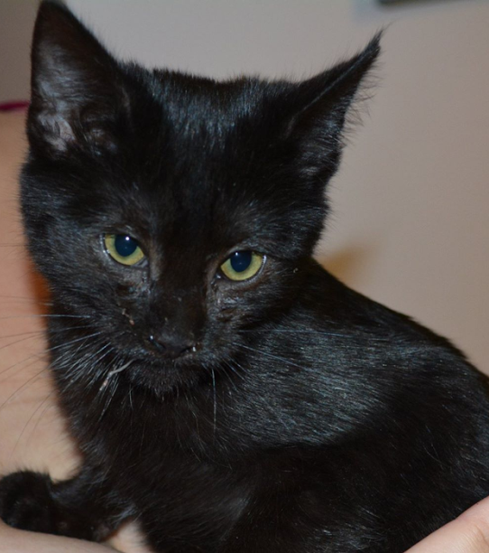 PAWRescue's tweet photo. A total Eclipse of the heart! This #kitten is a love bug in need of a good home http://t.co/9Bxc911C5z http://t.co/UMeLKQPiZi