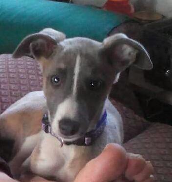 rex_wendy's tweet image. Who took #findkeeper GIVE HER BACK! Family devastated #missing #MeltonMowbray @MeltonLeader @Animals1st @RescueHelper