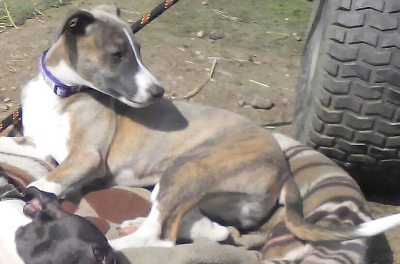 rex_wendy's tweet image. Who took #findkeeper GIVE HER BACK! Family devastated #missing #MeltonMowbray @MeltonLeader @Animals1st @RescueHelper