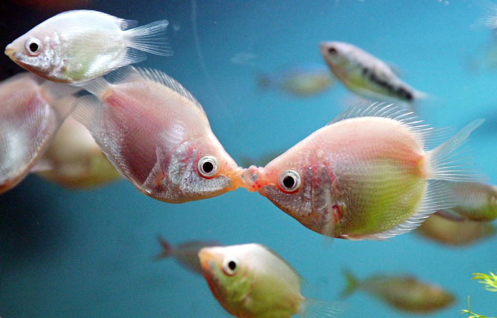 Gilberto_Qp's tweet image. #Bitácoras2015: El pez de agua dulce besador o Kissing gourami se localiza en India, Tailandia, Indonesia y Malasia.