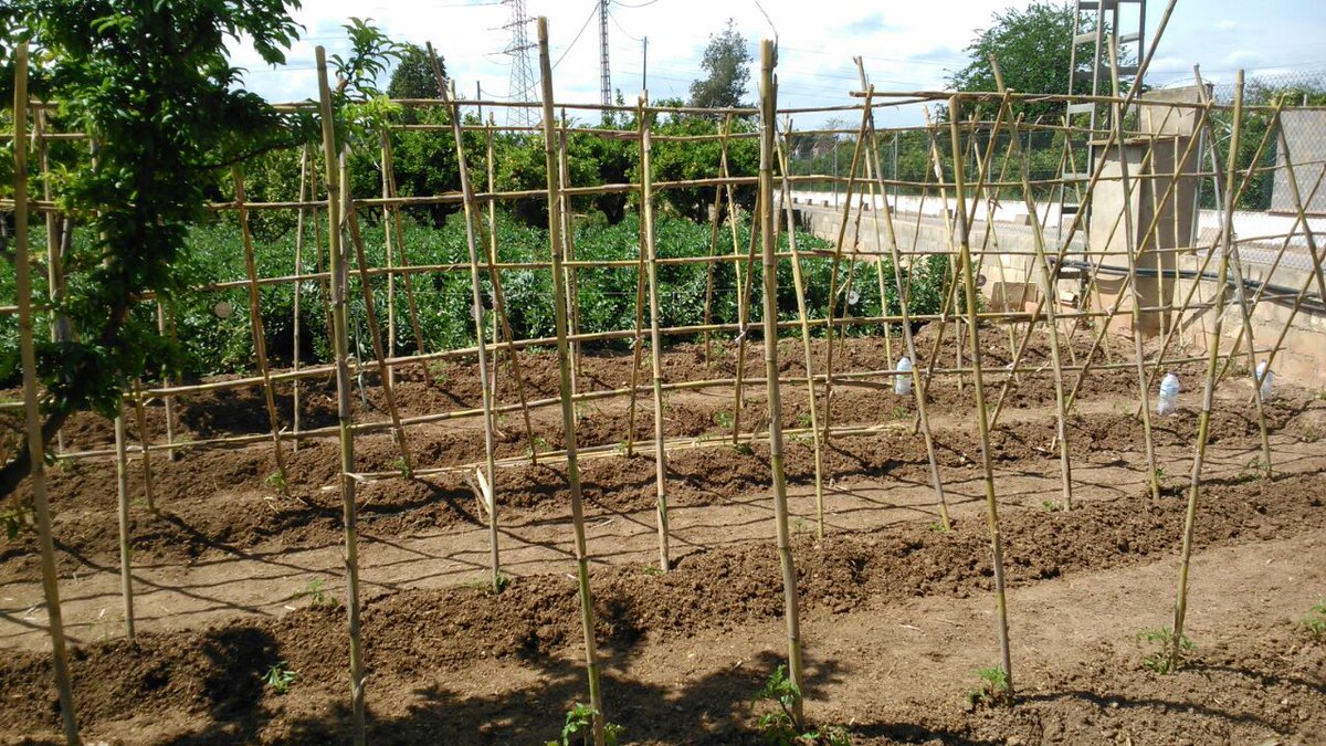 rsp_Manises's tweet photo. Todo preparado! Ahora a esperar a que crezca y salgan los tomates en nuestro huerto de #Manises!! http://t.co/0pZOUl5SKp
