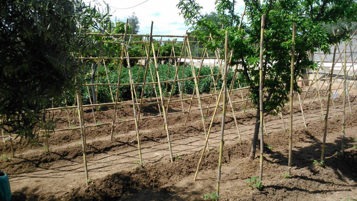 rsp_Manises's tweet photo. Todo preparado! Ahora a esperar a que crezca y salgan los tomates en nuestro huerto de #Manises!! http://t.co/0pZOUl5SKp
