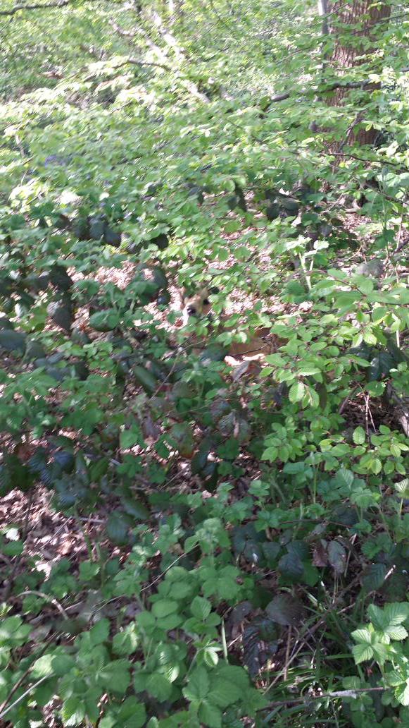 DudsofOxon's tweet image. Charlie &apos;s in amongst this lot somewhere #CommandoTraining