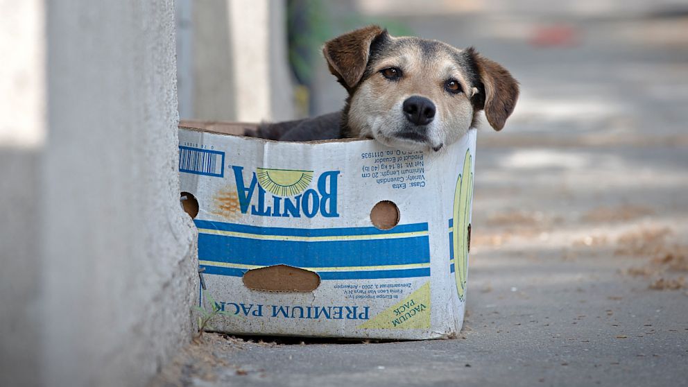BeAnimalHeroes's tweet photo. Miles de animales en situación de calle esperan por un hogar ¡anímate y #AdoptaNoCompres! 
@Adoptamex http://t.co/uVTH6RGrKe