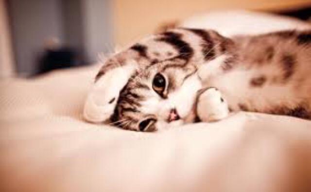 MeowMob's tweet photo. Paint me like one of your French girls http://t.co/tkN20sqD8q