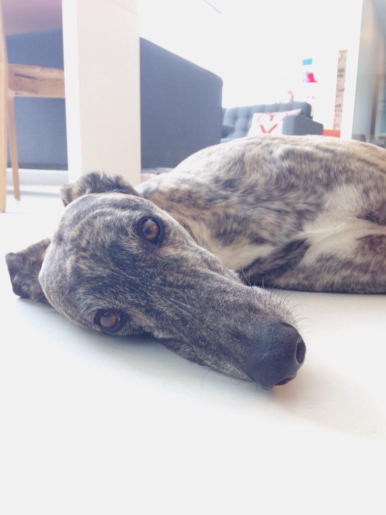 jenthorn_'s tweet photo. My new best coding friend Boy. #hythe6ix #codingfriends #furbestie http://t.co/TjYeSndQgu