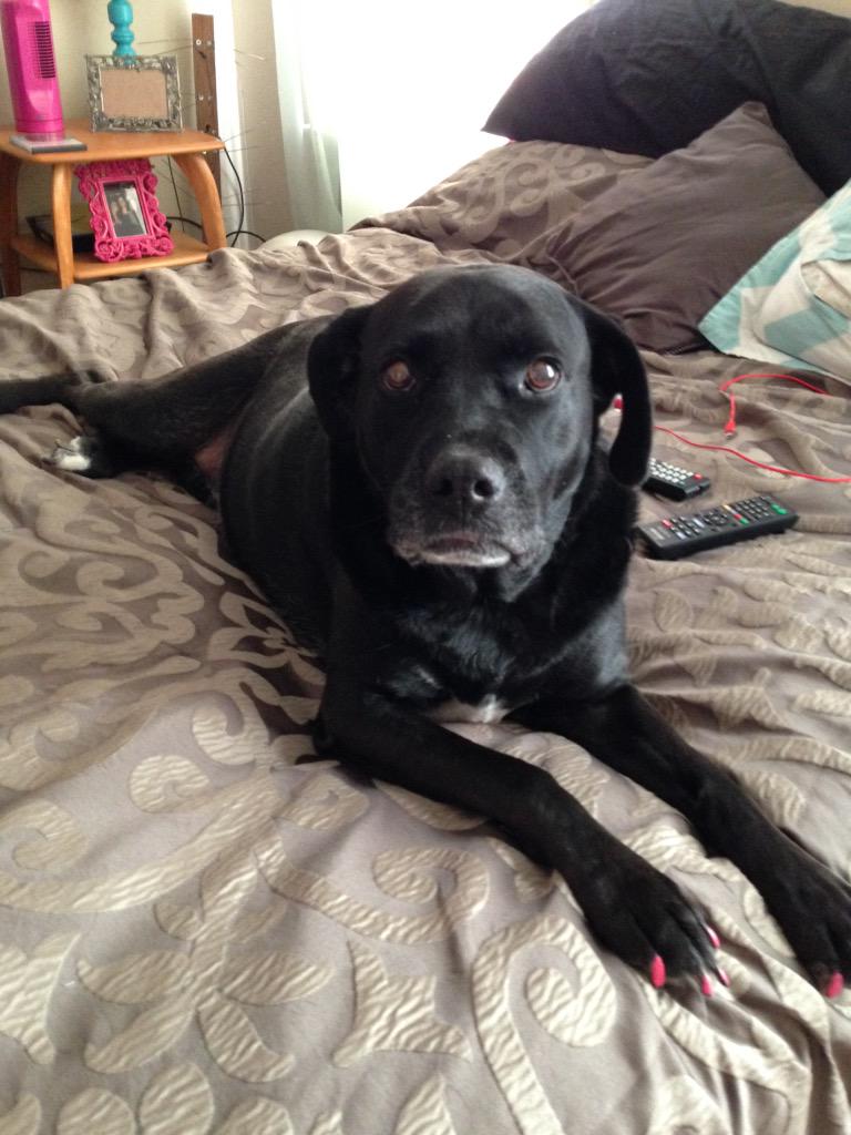juli8986's tweet photo. #UPSpets  Willow wants a win!! http://t.co/Q12LcOcuFU