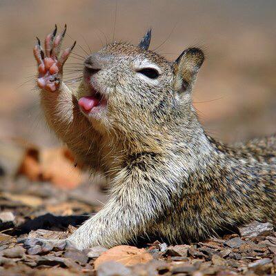 Squirrel Pics (@squirrel_pix) on Twitter photo 