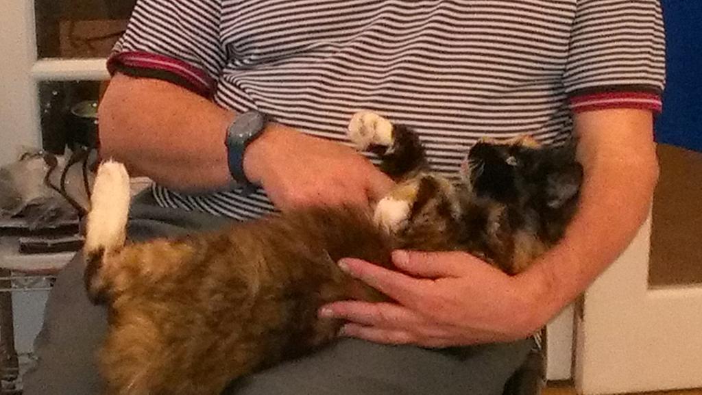 karengfenn's tweet image. #O2HappyCat