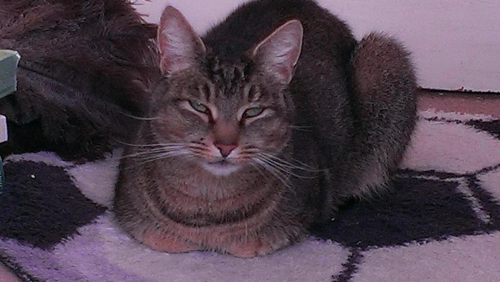 karengfenn's tweet image. #O2HappyCat