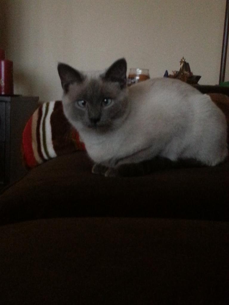 natashaj24's tweet photo. #UPSpets http://t.co/z3KTDwhi20