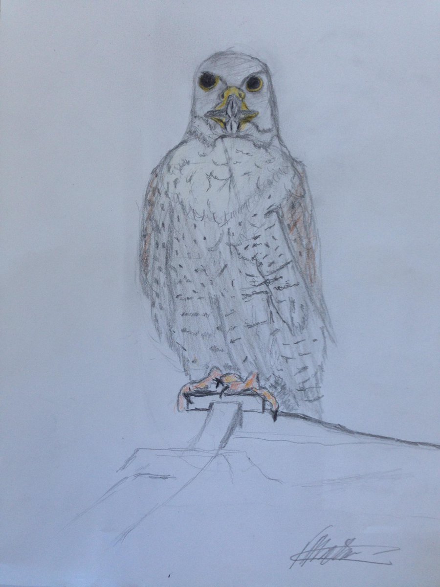 EdwynFilm's tweet image. Thanks all who joined! Check these beautiful birds in our gallery thepossibilities.co.uk/campaign/galle… #ThePossibilities #Aphasia