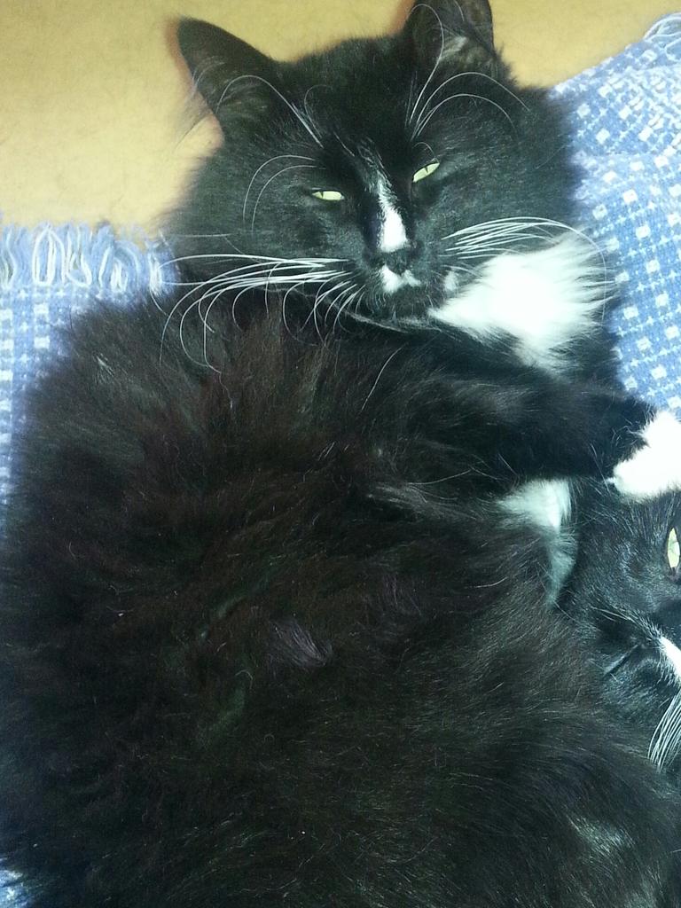 Kathleencbee's tweet photo. #missingcat #websterny #rochesterny please reply if you have seen him http://t.co/DzzZo4OmnM