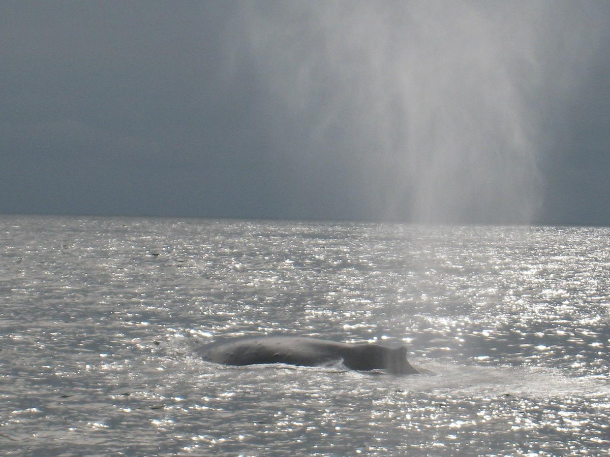 Atmocean's tweet image. #Humback whale sleeps #NoPlaceLikeHome #EarthDay   #EarthDay2015 #EarthWeek #cleanwater #CleanEnergy #renewablege2015