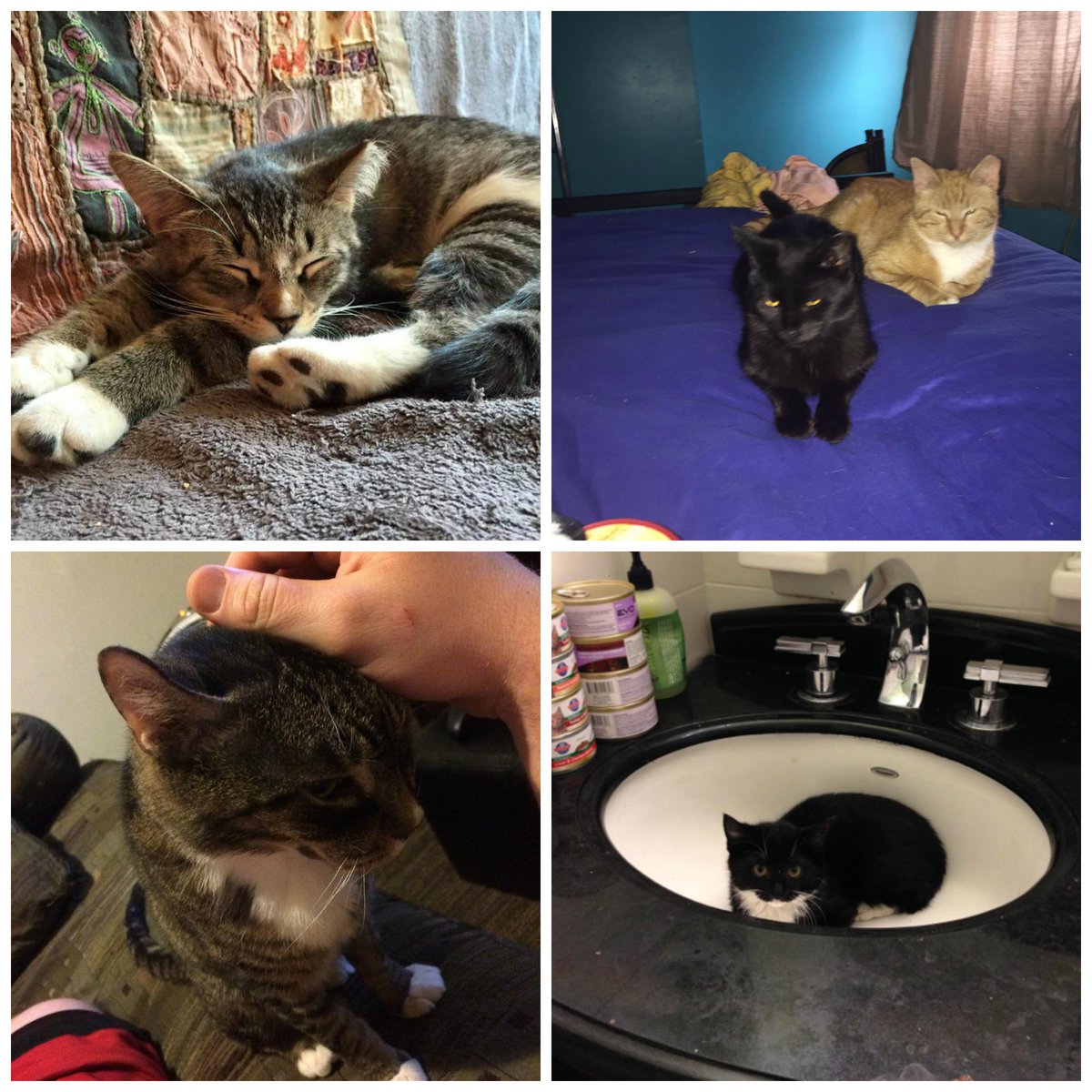 harlemcats's tweet photo. Adoption collage! #adoptdontshop #catlovers http://t.co/dOl64nCgrK
