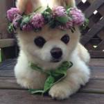 x_3az's tweet photo. 友人が欲しかったら、犬を飼え！（ウォール街の格言）https://t.co/zVgRd5lJki