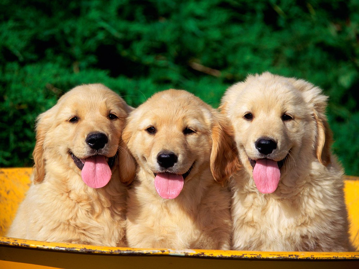 x_3az's tweet photo. 私は豚が好きだ。犬は我々を尊敬し、猫は我々を見下す。しかし、豚は我々を対等に扱ってくれる。（チャーチル）　https://t.co/8rqSSzFUCL