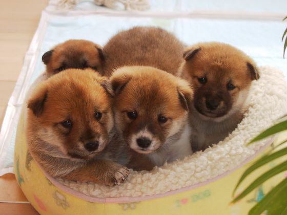 x_3az's tweet photo. 自分の人生の目標は、犬に思われてるような、素敵な自分になることだ。（作者不詳）　https://t.co/uWN7DG7csk