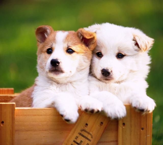 x_3az's tweet photo. 犬は紳士だ。人間の天国ではなく、犬の天国に行きたい。（マーク・トウェイン）　https://t.co/DrBP39b41k