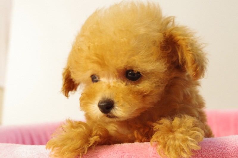 x_3az's tweet photo. 子供は、犬を飼えない人々のためにある。（西洋の格言）　https://t.co/AGSnFI6acf