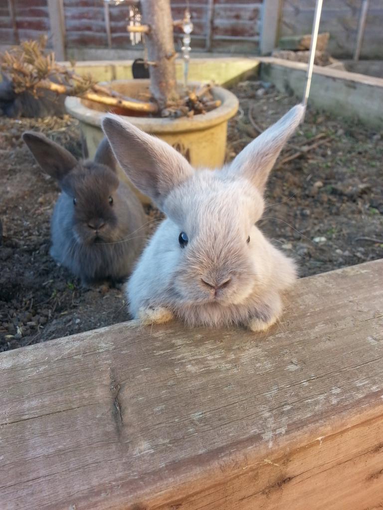 hol__'s tweet photo. Her ears look too big for her haha http://t.co/9FuBWpccME